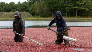 Lobster boats and cranberry bogs: A journey through New England's food and beverage landscape