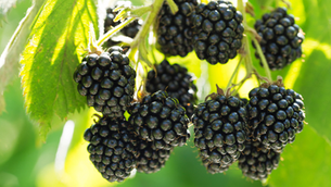 Pairwise develops 'world's first' seedless blackberry using CRISPR