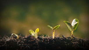 GNT Ventures launches to foster innovation in plant-based colour solutions