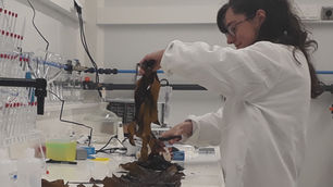 Marine Biologics secures funding to develop novel ingredients from Alaskan kelp