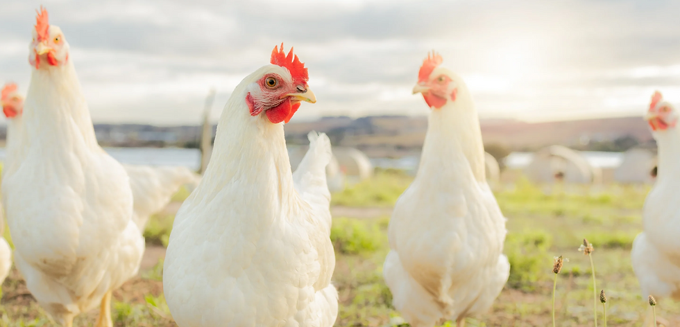 Sweden goes cage-free in historic animal welfare move