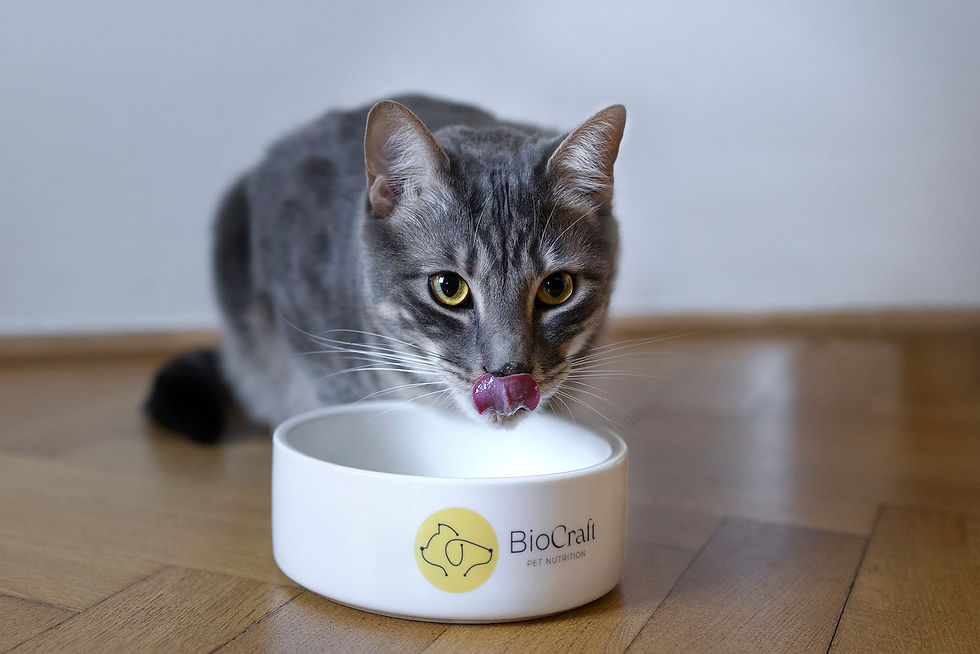 BioCraft and Prefera launch cell-cultured 'mouse mousse' pet food