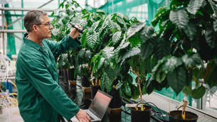 Nestlé develops high-yielding Arabica to bolster coffee supply chain amid climate risks