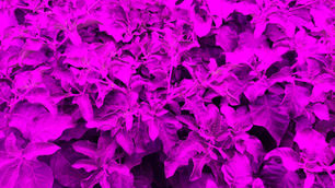 80 Acres Farms and Soli Organic merge to form national indoor farming powerhouse