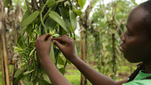 Opinion: The problem and the payoff of farming natural vanilla