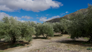 PepsiCo Foundation launches programme to support olive oil farmers in Spain
