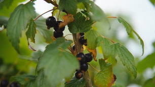 Suntory invests £920,000 in sustainable blackcurrant breeding programme