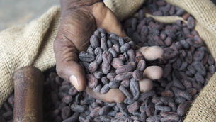 Cocoa bottleneck in Ivory Coast signals supply risk for global chocolate makers