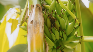 Chiquita completes banana pan-genome in push to future-proof global supply