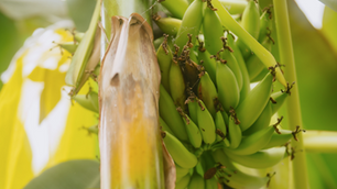 Chiquita completes banana pan-genome in push to future-proof global supply