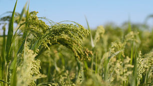 IFF unveils sustainability calculator to help brewers boost efficiency