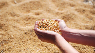 Bunge, CP Foods test blockchain traceability for sustainable soy shipments