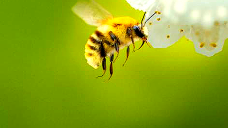 Subestimadas? “SEGREDOS DAS ABELHAS” mostra por que esses insetos são vitais para a vida na Terra