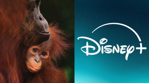 Narrado por Josh Gad, “Orangotango” quer emocionar o público no Disney+