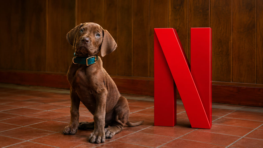 Netflix aposta na fofura de Scooby-Doo para apresentar nova geração da Mistério S/A
