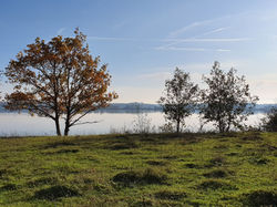 Goudplaat