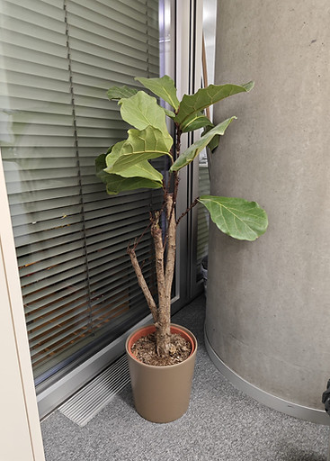 Ficus lyrata neredovito održavan