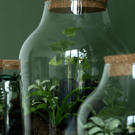 Kako odabrati pravi terarij za svoj prostor? 