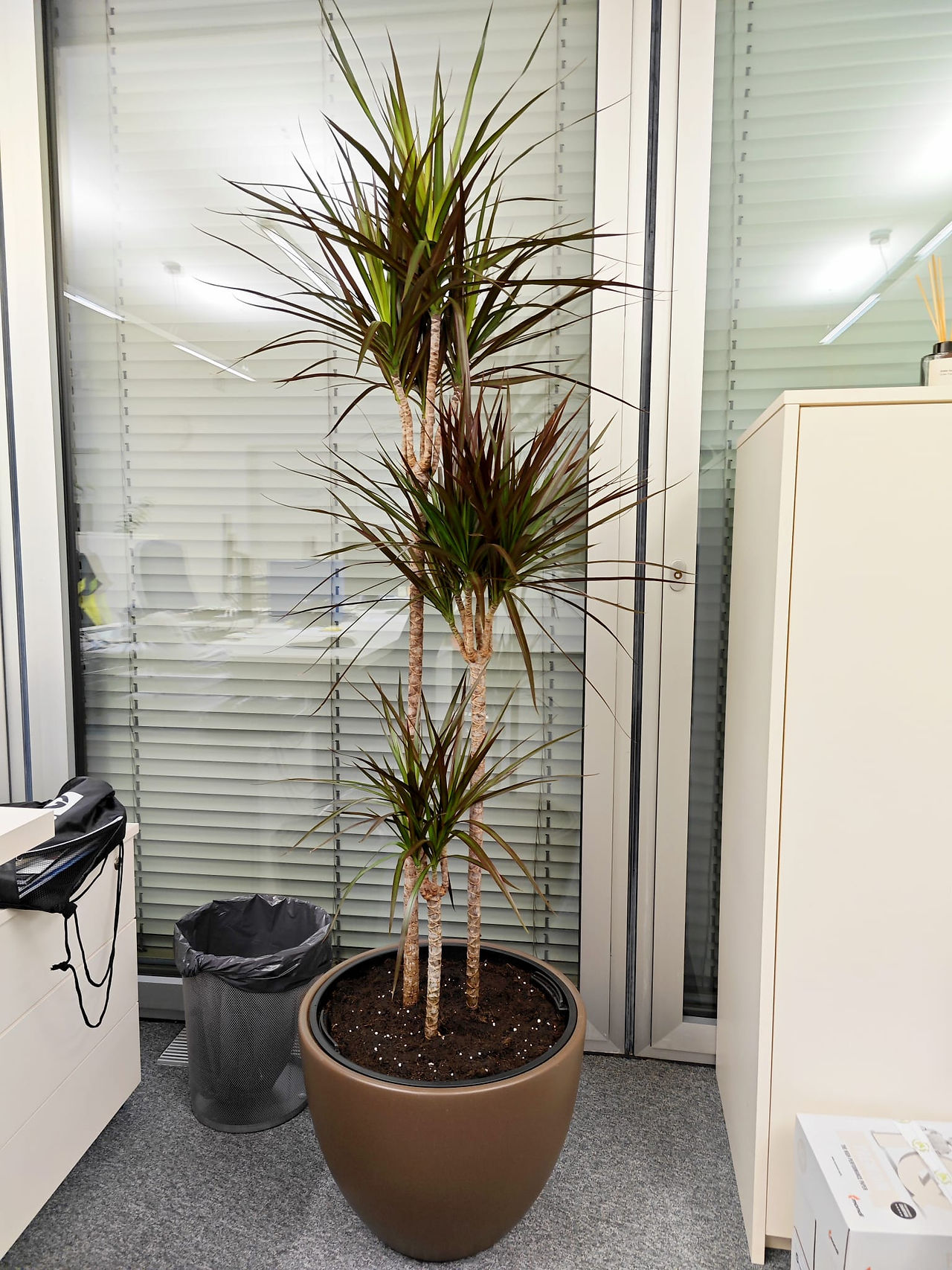 Nova sobna Dracaena u uredu