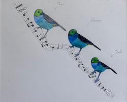 Oiseaux chanteurs