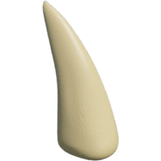 Megalodon Teeth artwork