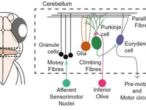 Check out two latest preprints from the lab