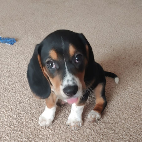 When Should I Start Training My Puppy?