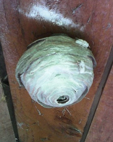 Wasps are showing up