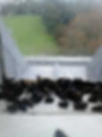 Cluster flies | Glasgow & Ayrshire