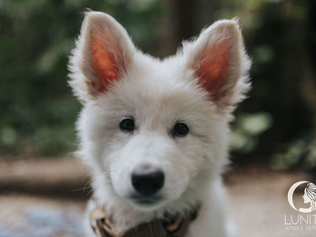 A fluffy white dog attentively participates in an animal communication workshop at Lunita Jungle Retreat Center in Cancún, Mexico.