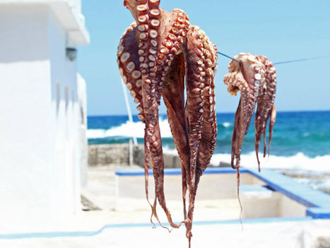 ๐ฝ๏ธ EAT THE ANIMAL