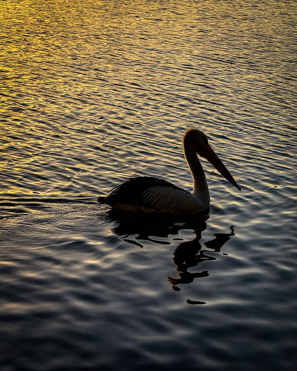 Pelican - Forster NSW
