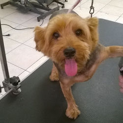 AnimalGroomingSittingWalking_814 (10)