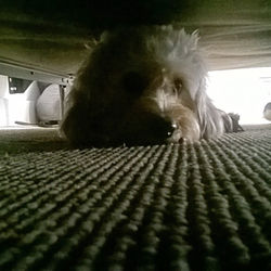 AnimalCare_714 (34)_edited