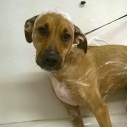 AnimalGroomingSittingWalking_814 (3)