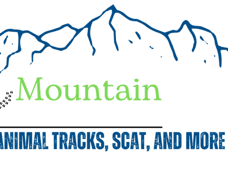 Cowles Mountain Kids Hike