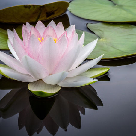 Meditation is Food for the Soul