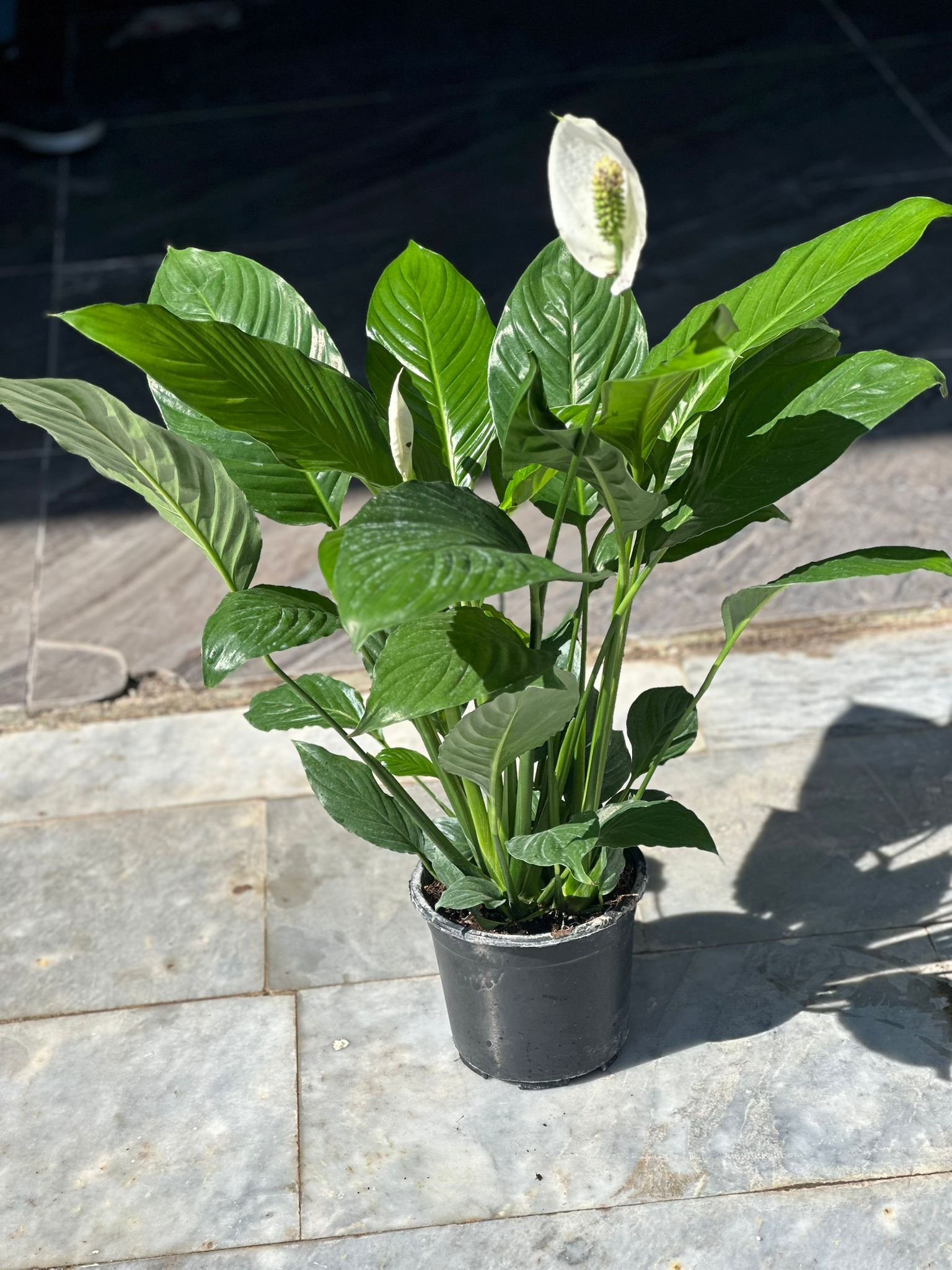 Spatifilyum orjinali