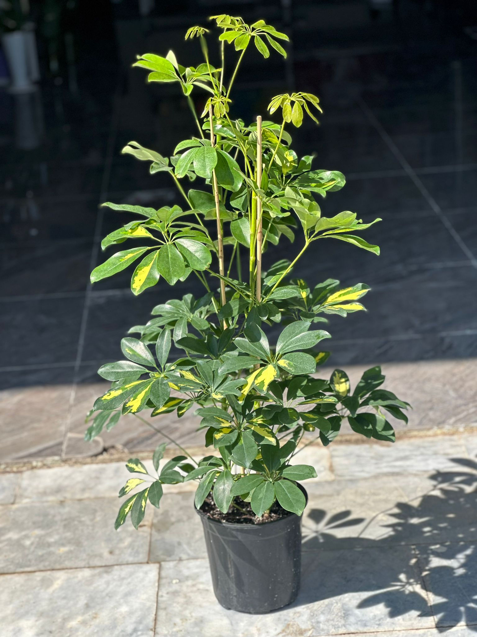 Şeflara 2 Li Çift Gövde(ihracat)