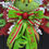 Thumbnail: Luxury green monster wreath