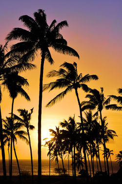 Molokai Sunset Palm Trees