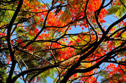 Orange Flowers tree.....