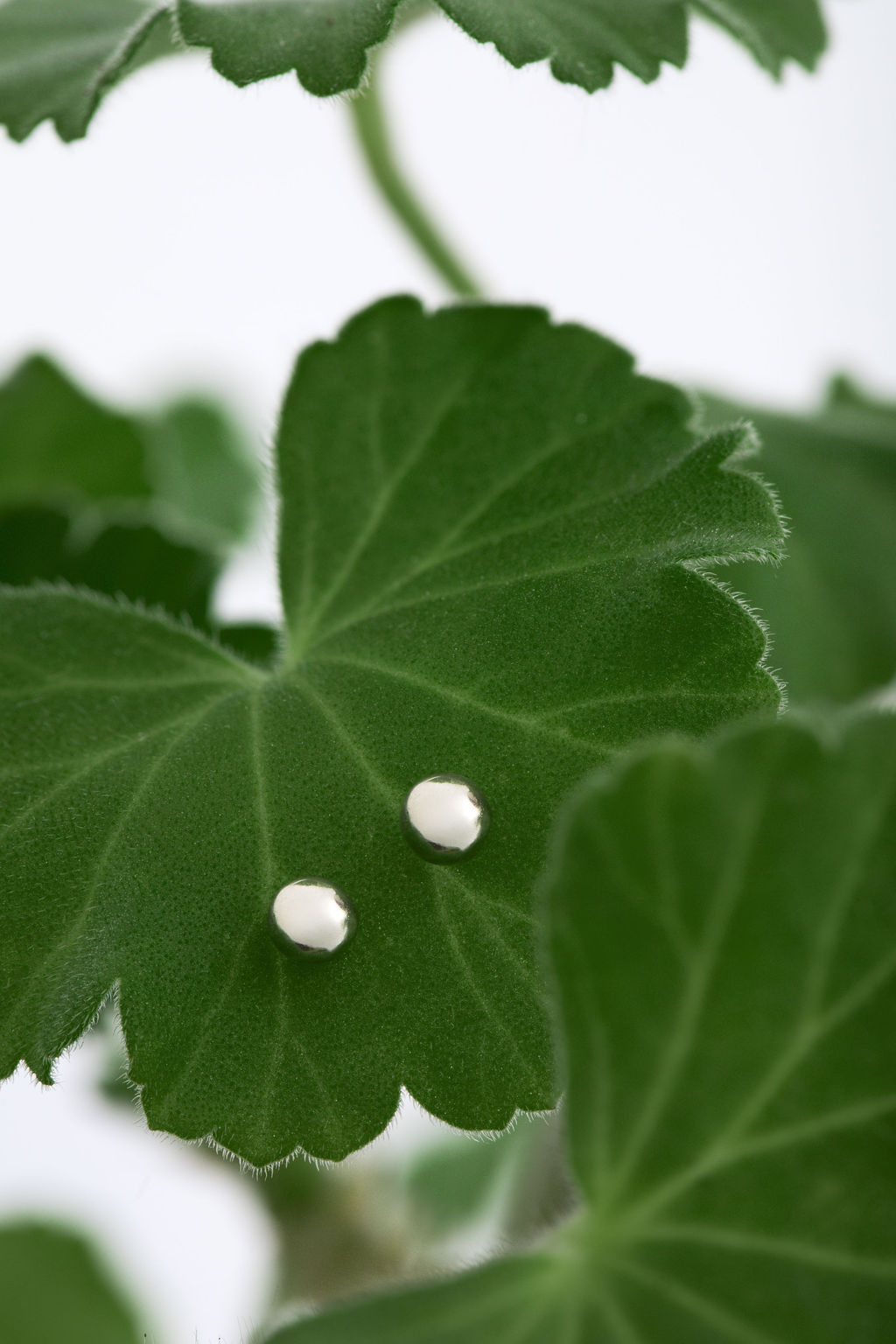 עגילים עדינים עגילים צמודים עגיל קטן עגילים לילדות עגילי זהב עגילי זהב עדינים עגילי זהב פשוטים