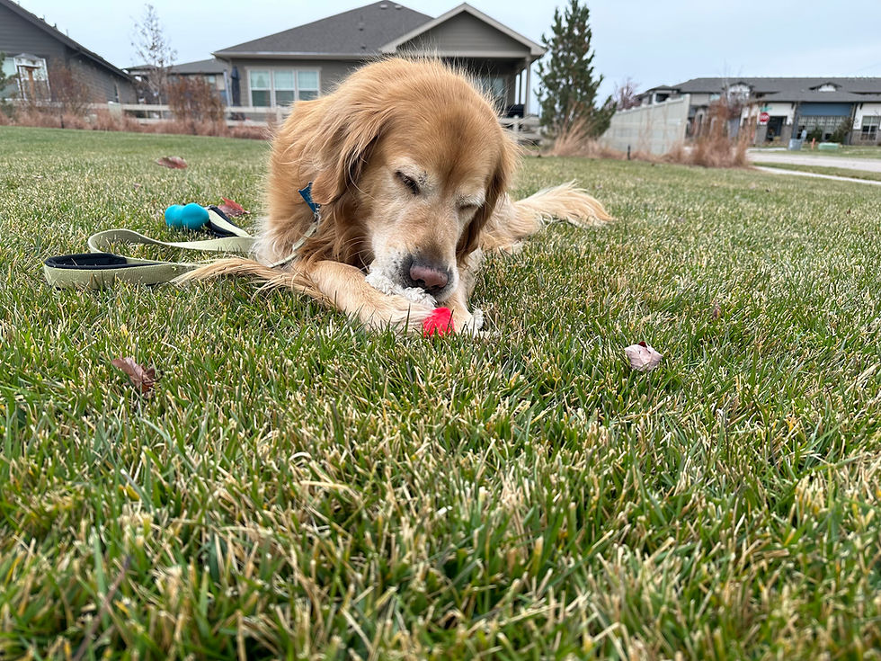 Golden retriever with chew toy on grass, dog walking Colorado Springs