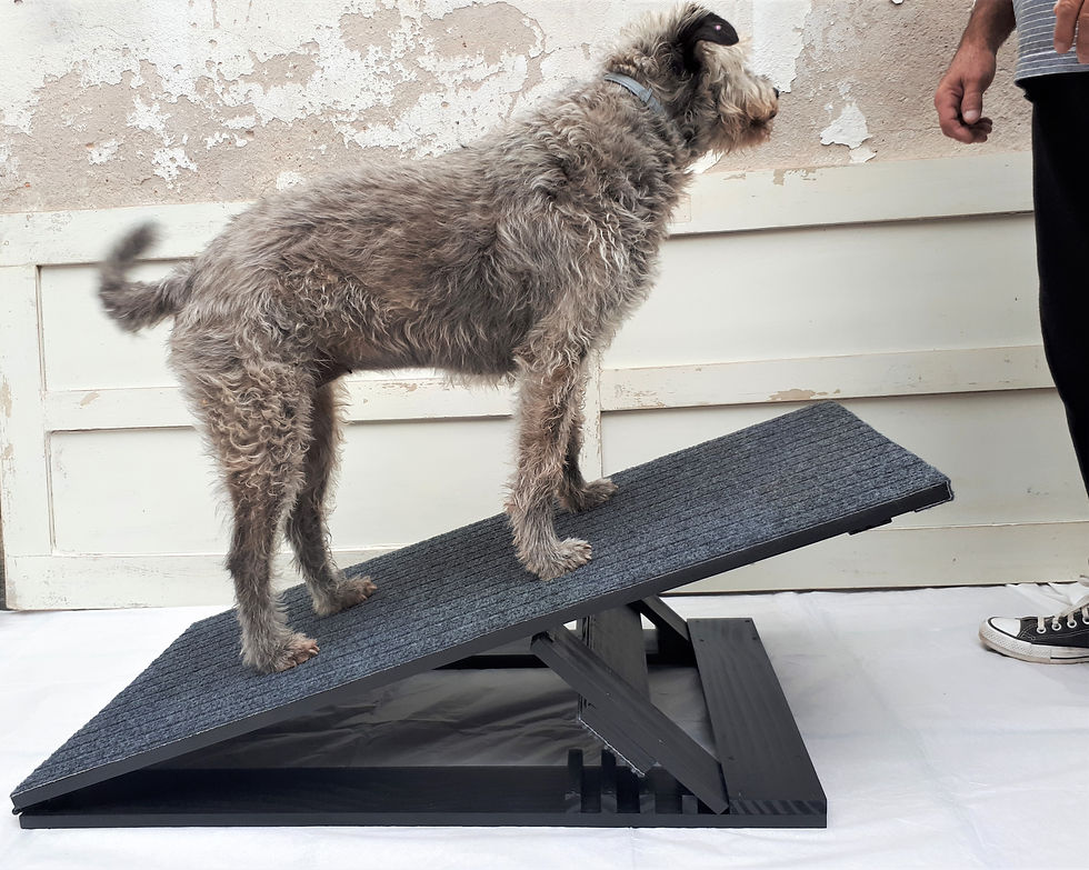 Miniatura: Rampa Pet