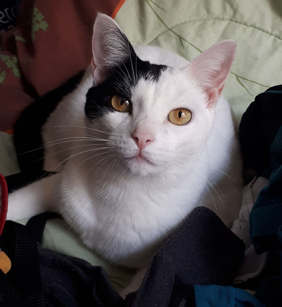 MITOS X VERDADES SOBRE OS GATOS