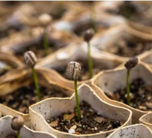 Plant & Seeds Growing.jpg