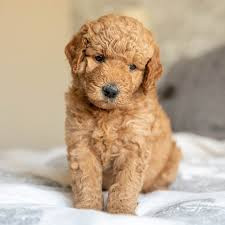 Savannah - $300 Deposit Today - Female $6500