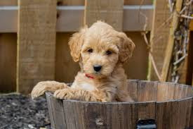 Baxter - $300 Deposit Today - Male $6500