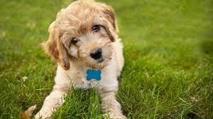 Maggie Mae - $300 Deposit Today - Female $6500